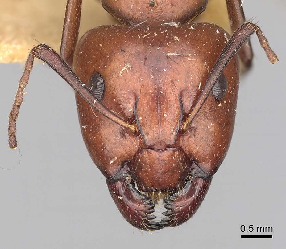 صورة Camponotus alii Forel 1890