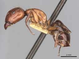 Imagem de Camponotus alii Forel 1890