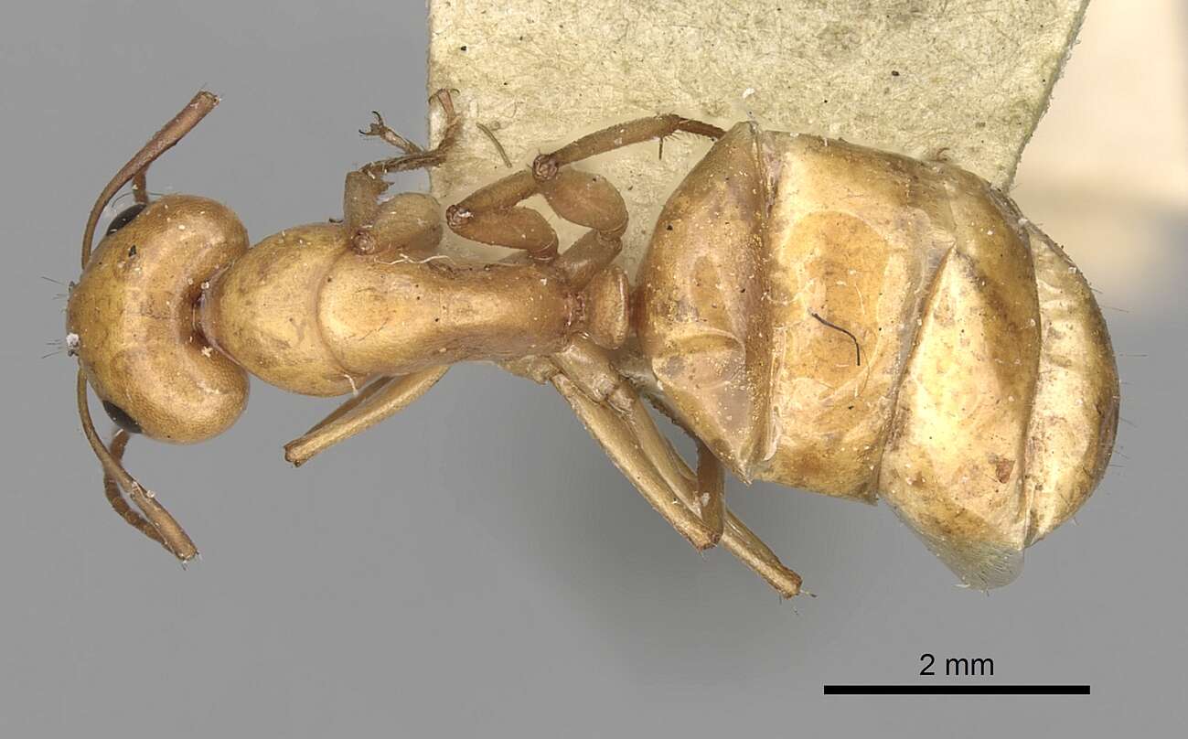 Image of Camponotus atlantis Forel 1890