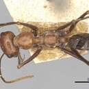 Image of <i>Cataglyphis abyssinica</i>