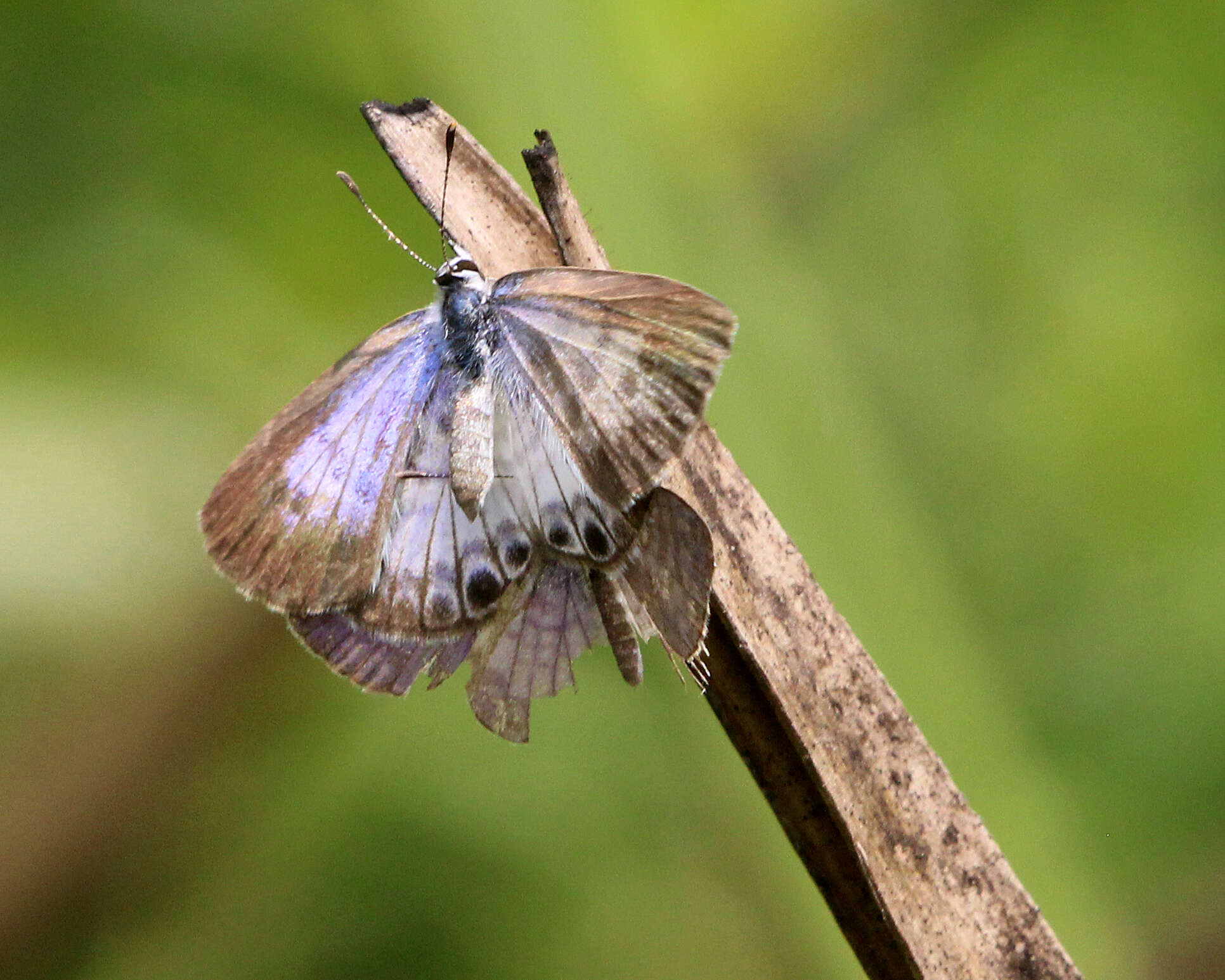 Image of Cassius Blue