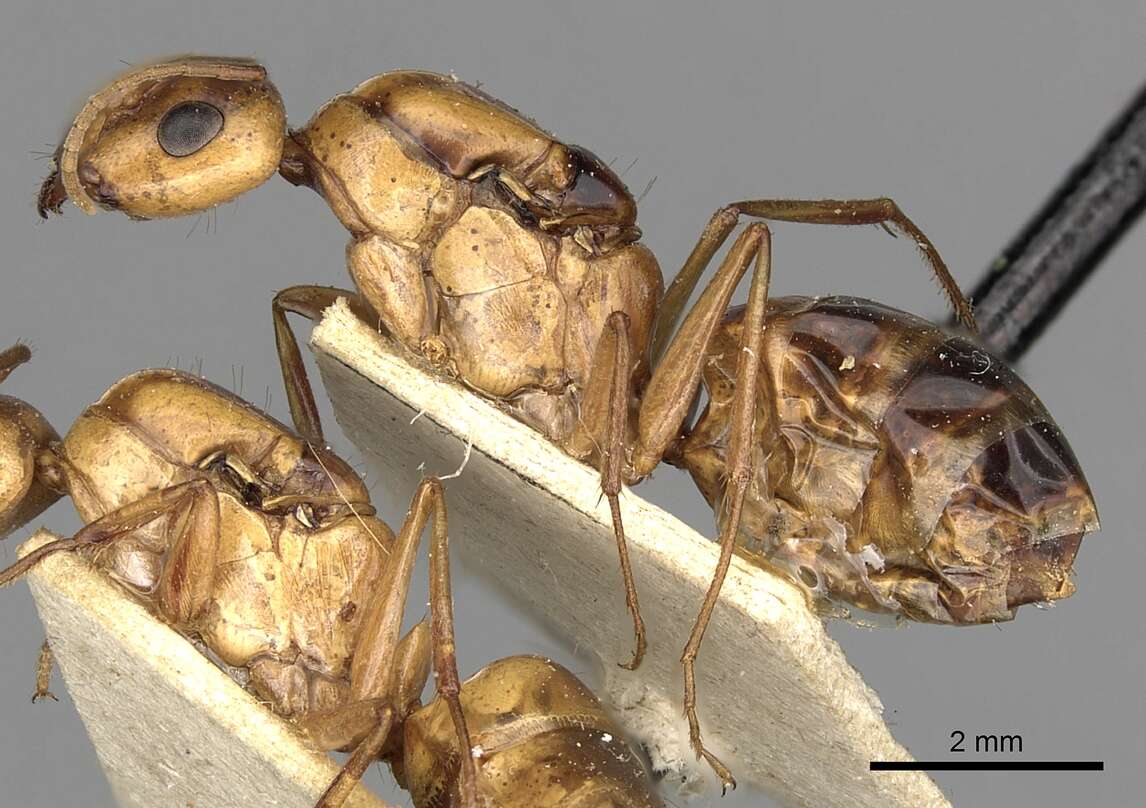 Image of Camponotus atlantis Forel 1890