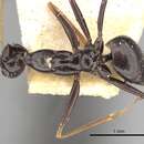Image of Lepisiota gracilicornis (Forel 1892)