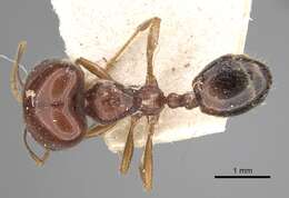 Image of Trichomyrmex abyssinicus