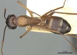 Imagem de Camponotus oasium Forel 1890