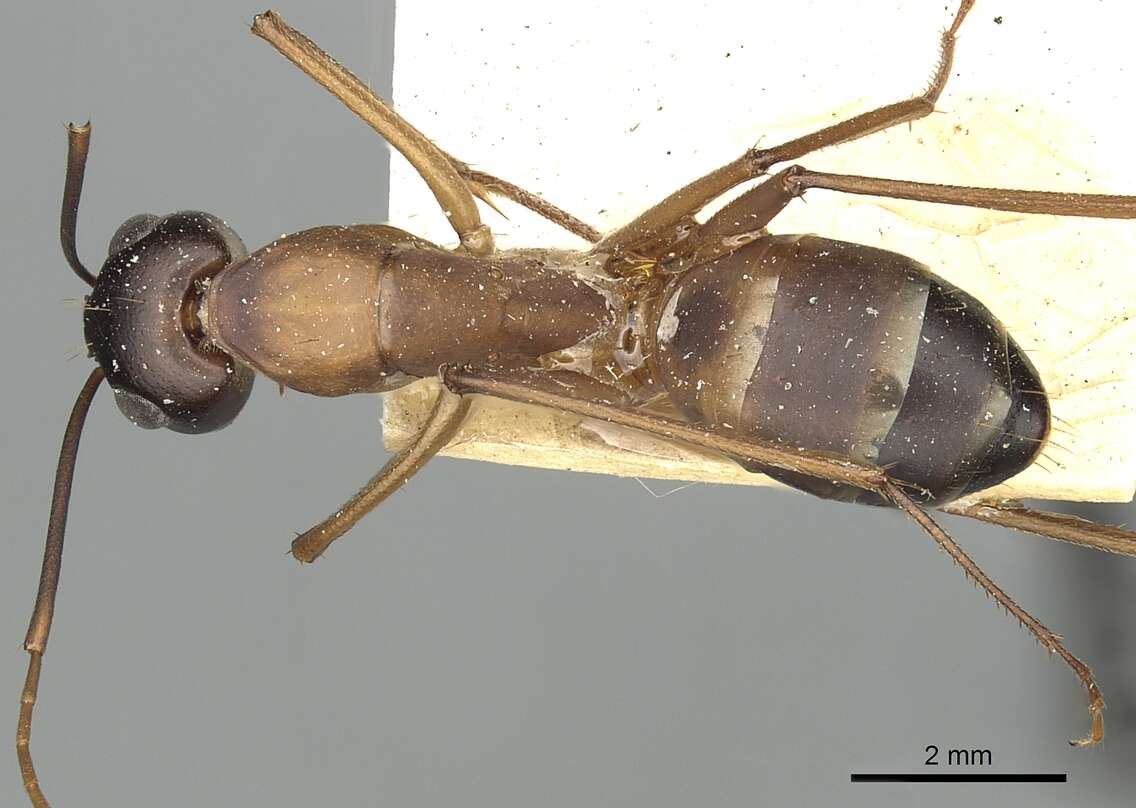 Plancia ëd Camponotus oasium Forel 1890