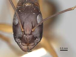 Imagem de Camponotus oasium Forel 1890