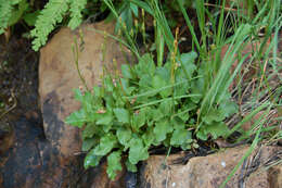 Plancia ëd Dodecatheon utahense (N. H. Holmgren) Reveal