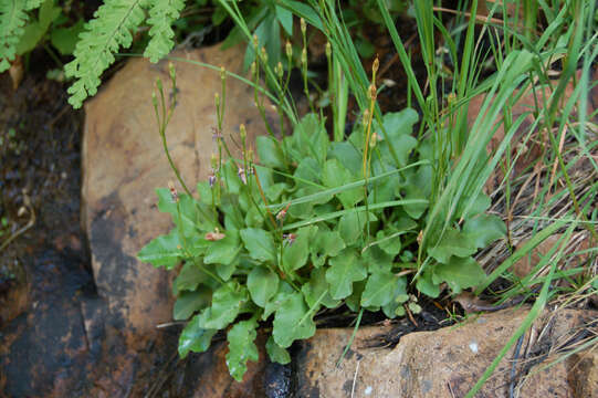 Plancia ëd Dodecatheon utahense (N. H. Holmgren) Reveal