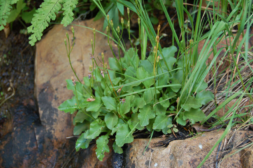 Plancia ëd Dodecatheon utahense (N. H. Holmgren) Reveal