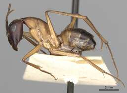 Imagem de Camponotus oasium Forel 1890