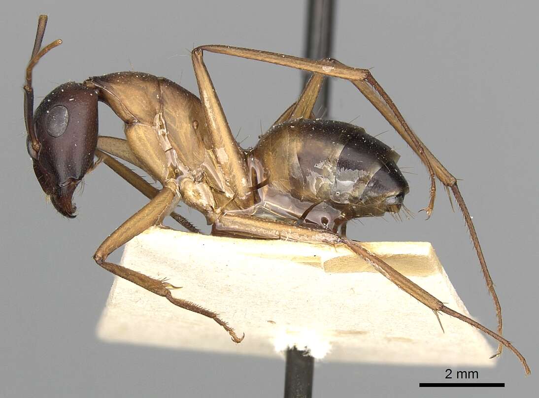 Plancia ëd Camponotus oasium Forel 1890