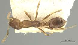 Image of Monomorium carbo Forel 1910