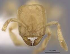 صورة Acropyga pallida (Donisthorpe 1938)