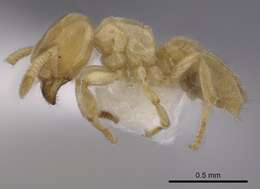 صورة Acropyga pallida (Donisthorpe 1938)