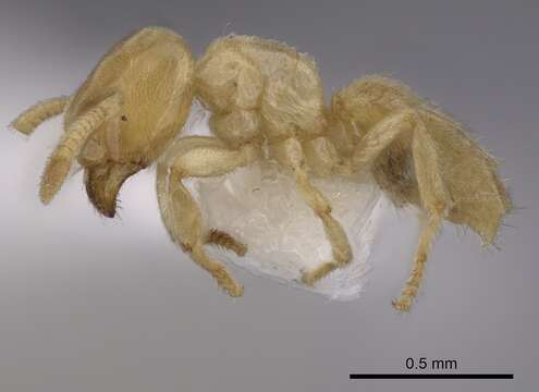 Image of Acropyga pallida (Donisthorpe 1938)