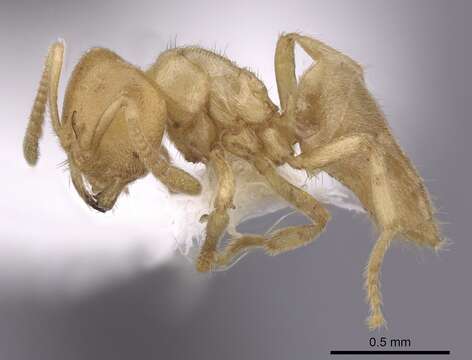 Image of Acropyga epedana Snelling 1973