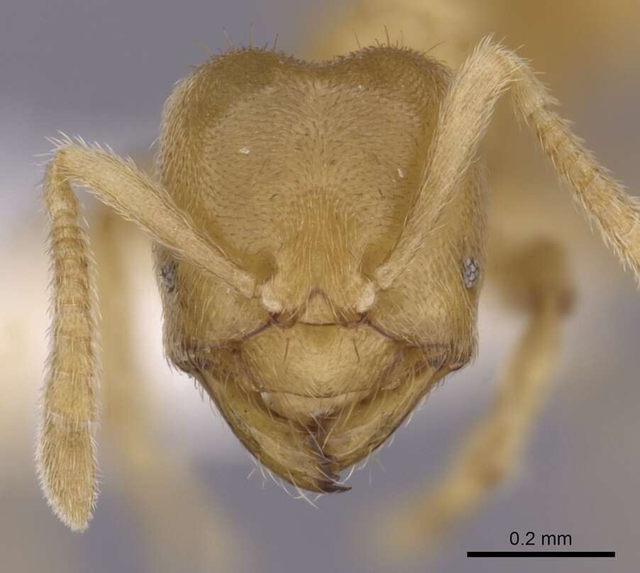 Image de <i>Acropyga hirsutula</i>