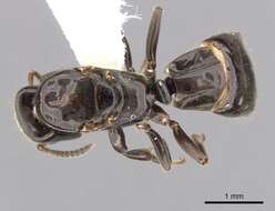 Image of Aphomomyrmex