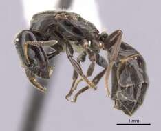 Image of Aphomomyrmex