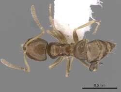 Image of Brachymyrmex cordemoyi Forel 1895