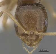 Image of Brachymyrmex cordemoyi Forel 1895