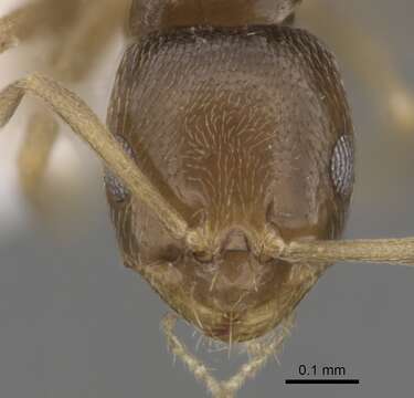 Image of Brachymyrmex cordemoyi Forel 1895