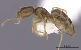 Image of Brachymyrmex cordemoyi Forel 1895