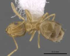 Image of Brachymyrmex depilis Emery 1893