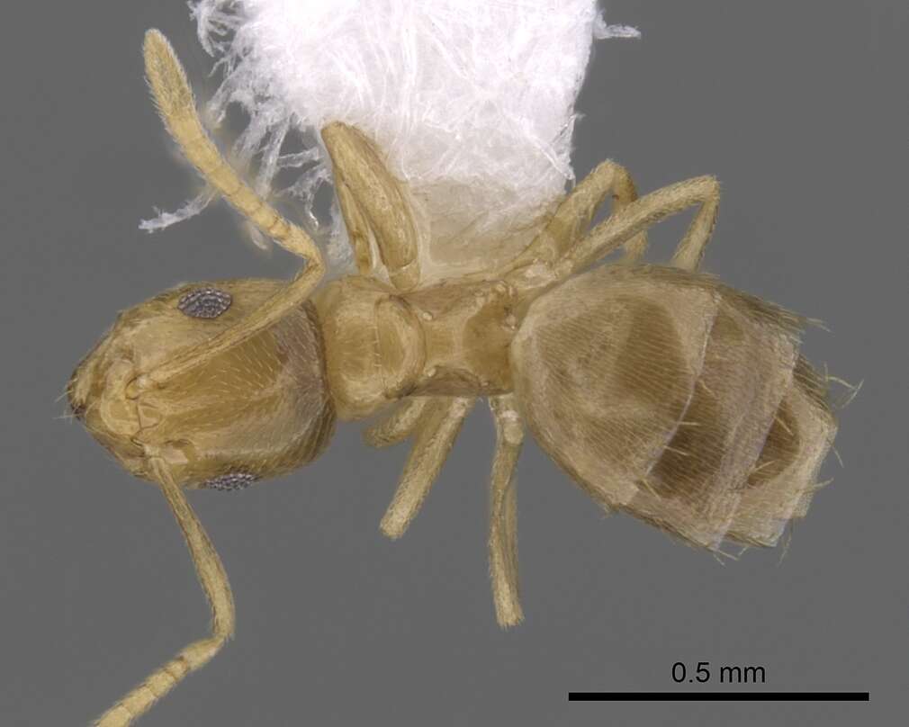 Image of Brachymyrmex depilis Emery 1893