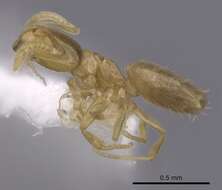 Image of Brachymyrmex depilis Emery 1893