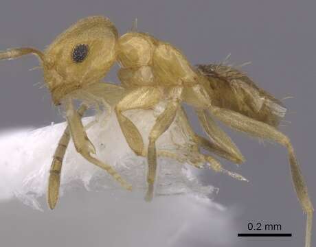 Imagem de Brachymyrmex heeri Forel 1874