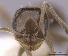 Image of Ant