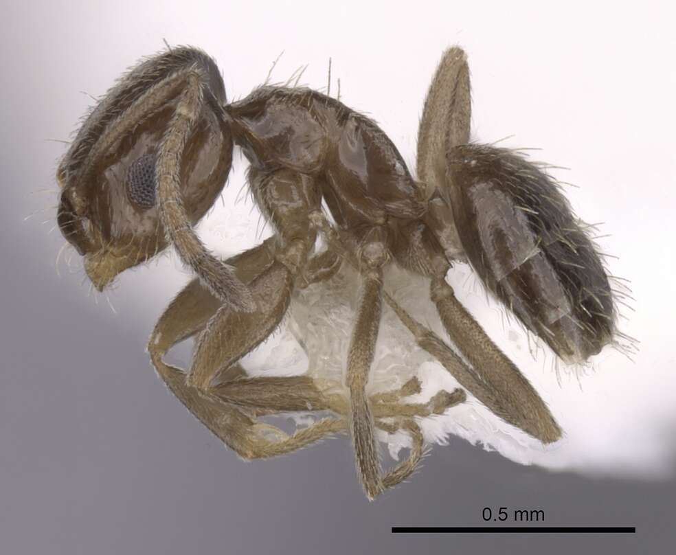 Image of Ant