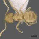 Image of Brachymyrmex myops Emery 1906