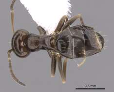 Image of Ant