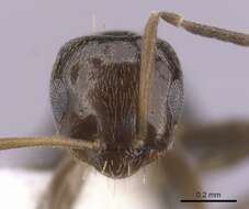 Image of Ant