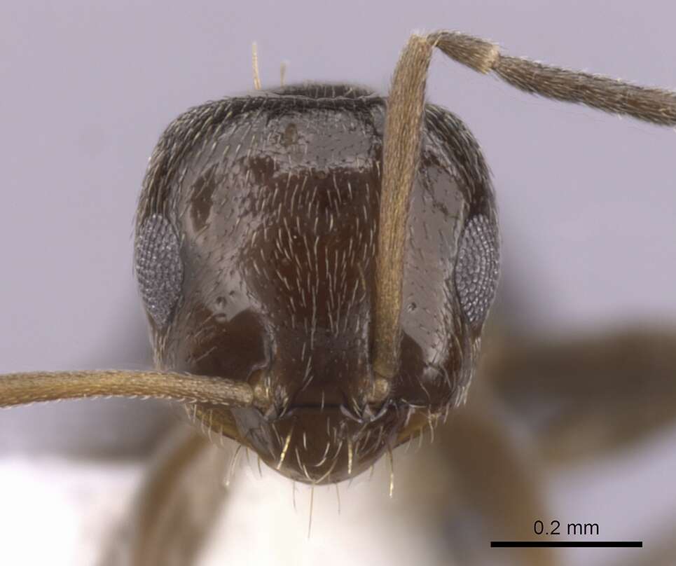 Image of Ant