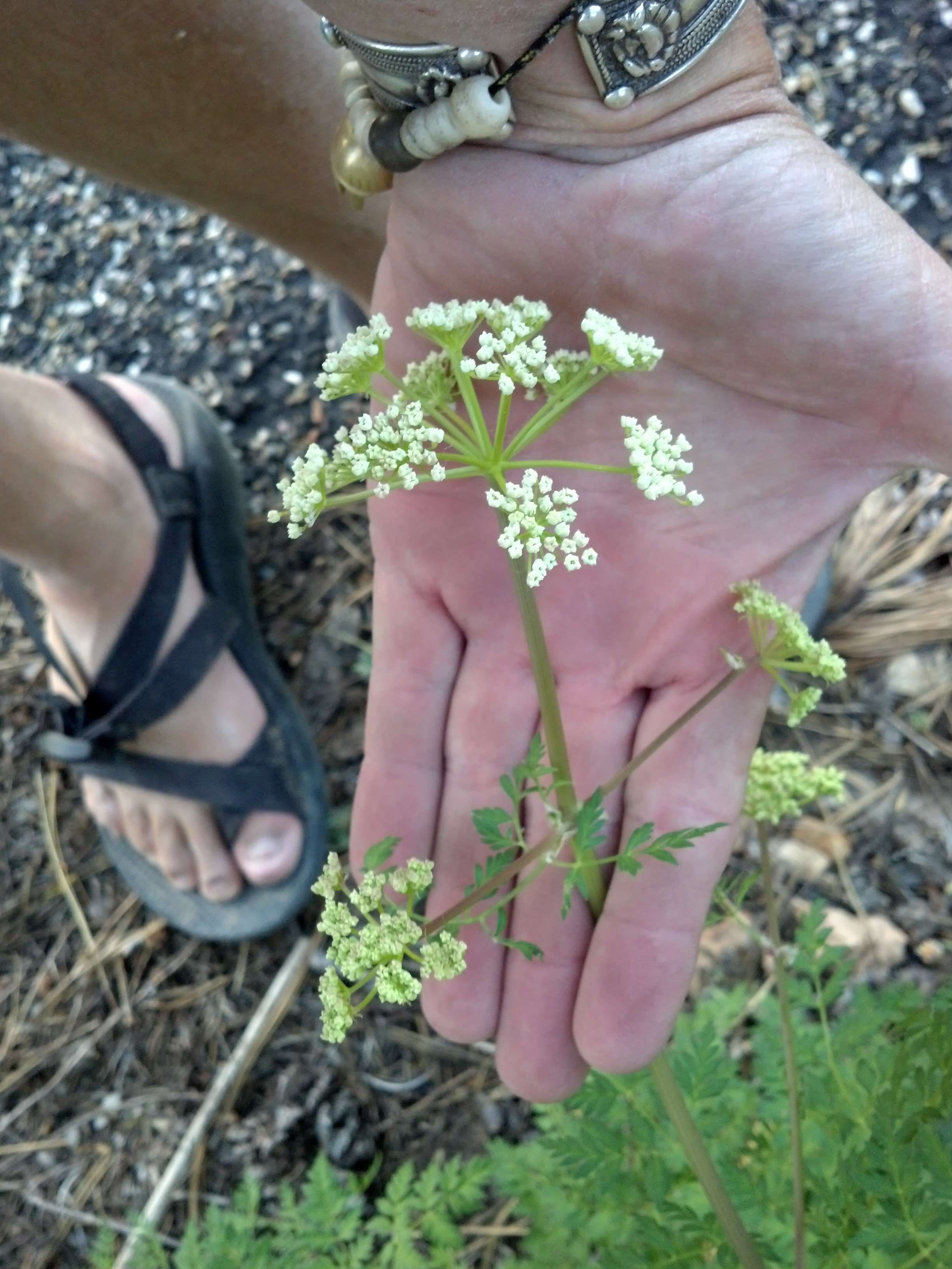 Ligusticum porteri Coult. & N. E. Rose resmi