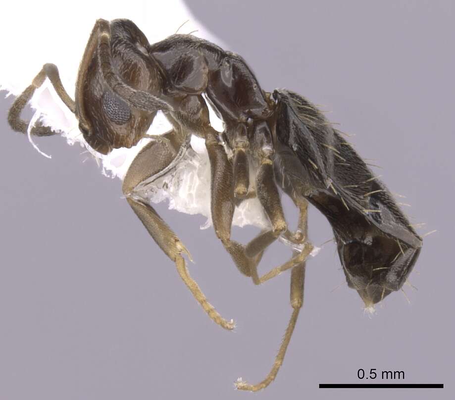 Image of Ant