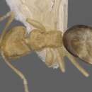 Image of Brachymyrmex pictus Mayr 1887