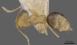 صورة Brachymyrmex pictus Mayr 1887