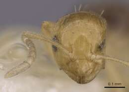 صورة Brachymyrmex pictus Mayr 1887