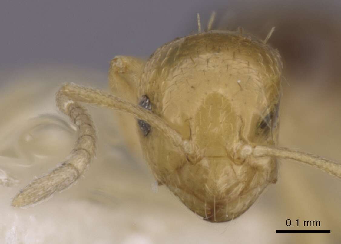 صورة Brachymyrmex pictus Mayr 1887