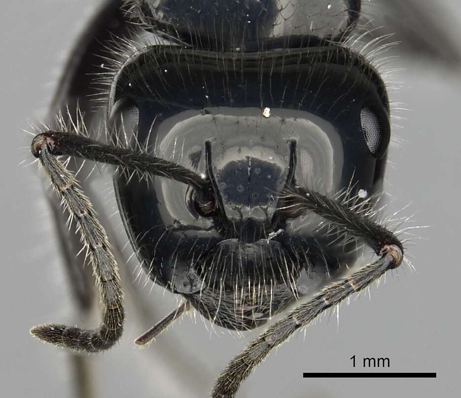 Слика од Calomyrmex laevissimus (Smith 1859)