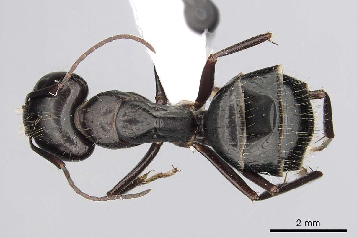 Image of Camponotus aethiops (Latreille 1798)