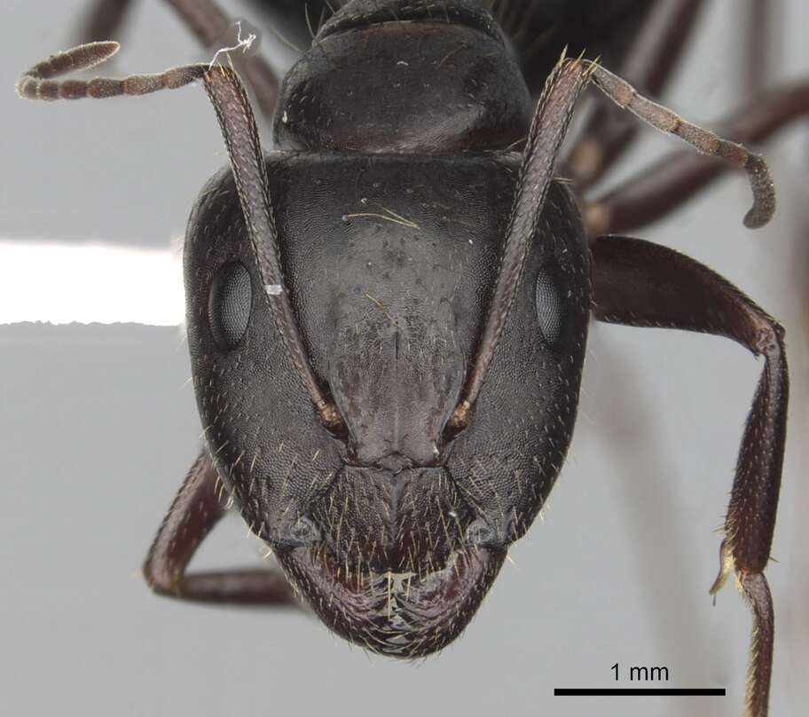 Image of Camponotus aethiops (Latreille 1798)