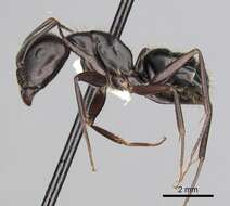 Image of Camponotus aethiops (Latreille 1798)