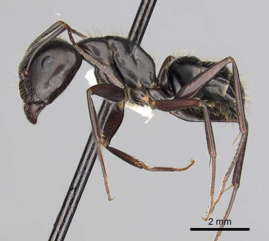 Image of Camponotus aethiops (Latreille 1798)