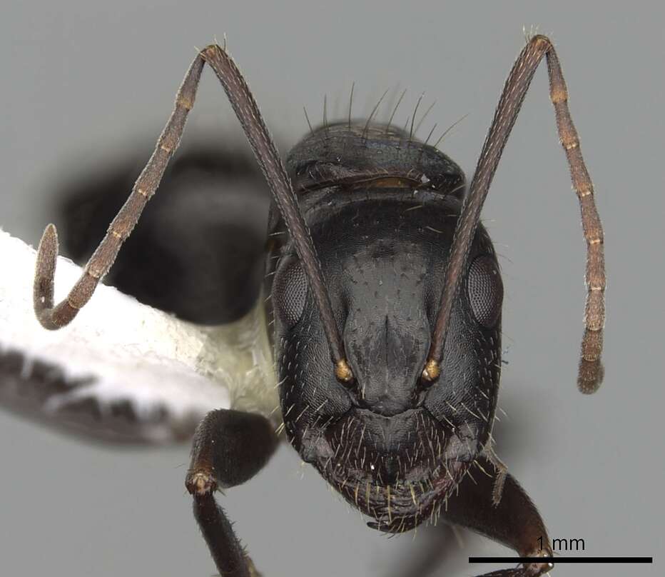 Image of Camponotus aethiops (Latreille 1798)